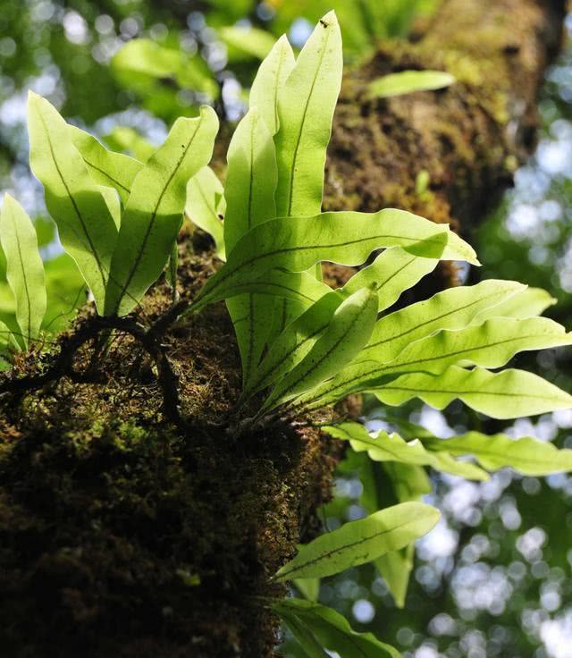 农村老砖墙,石壁上的一种杂草,再见到不要铲除,留着有妙用