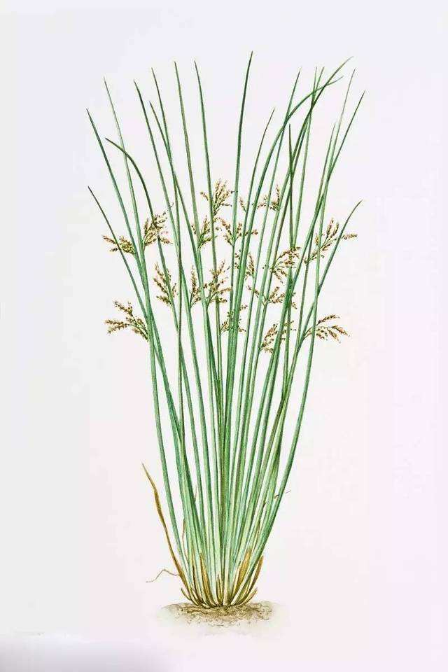 灯心草的功效与作用()-世界十大之最