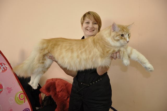 世界上最大的猫是什么品种