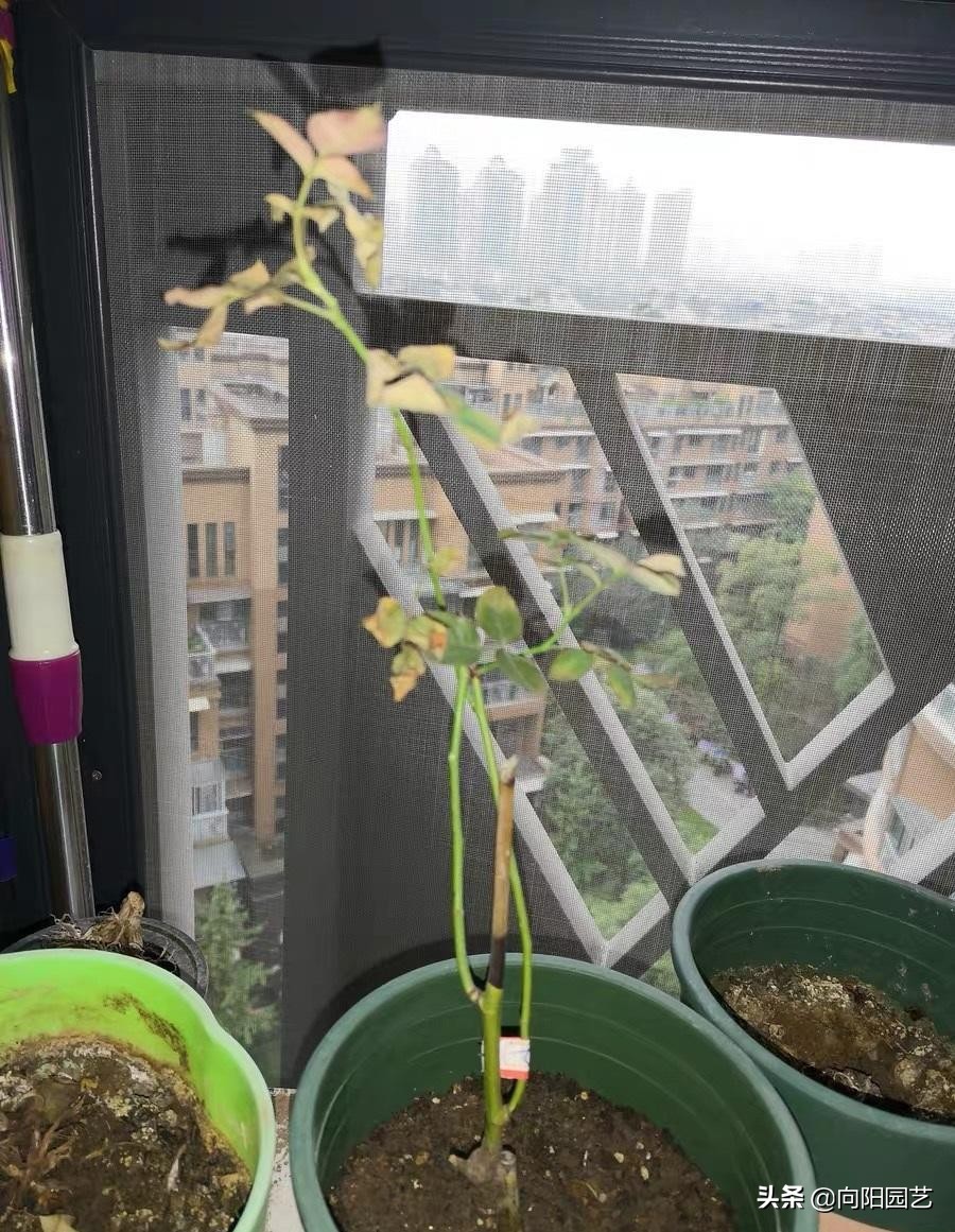 秋天月季花便宜，可以入手吗？先考虑这2点，否则容易养不活