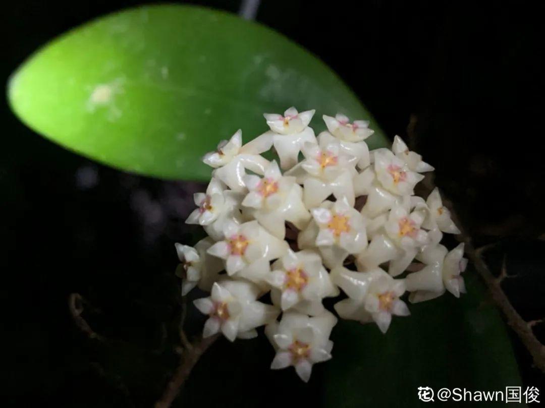 夜来香什么时候开花,夜来香什么时候开花的几点