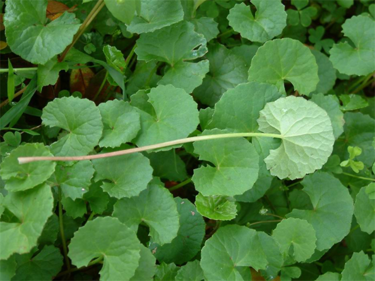 田边一种植物叫"崩大碗",外形像缺口铜钱,小姨认出它是积雪草