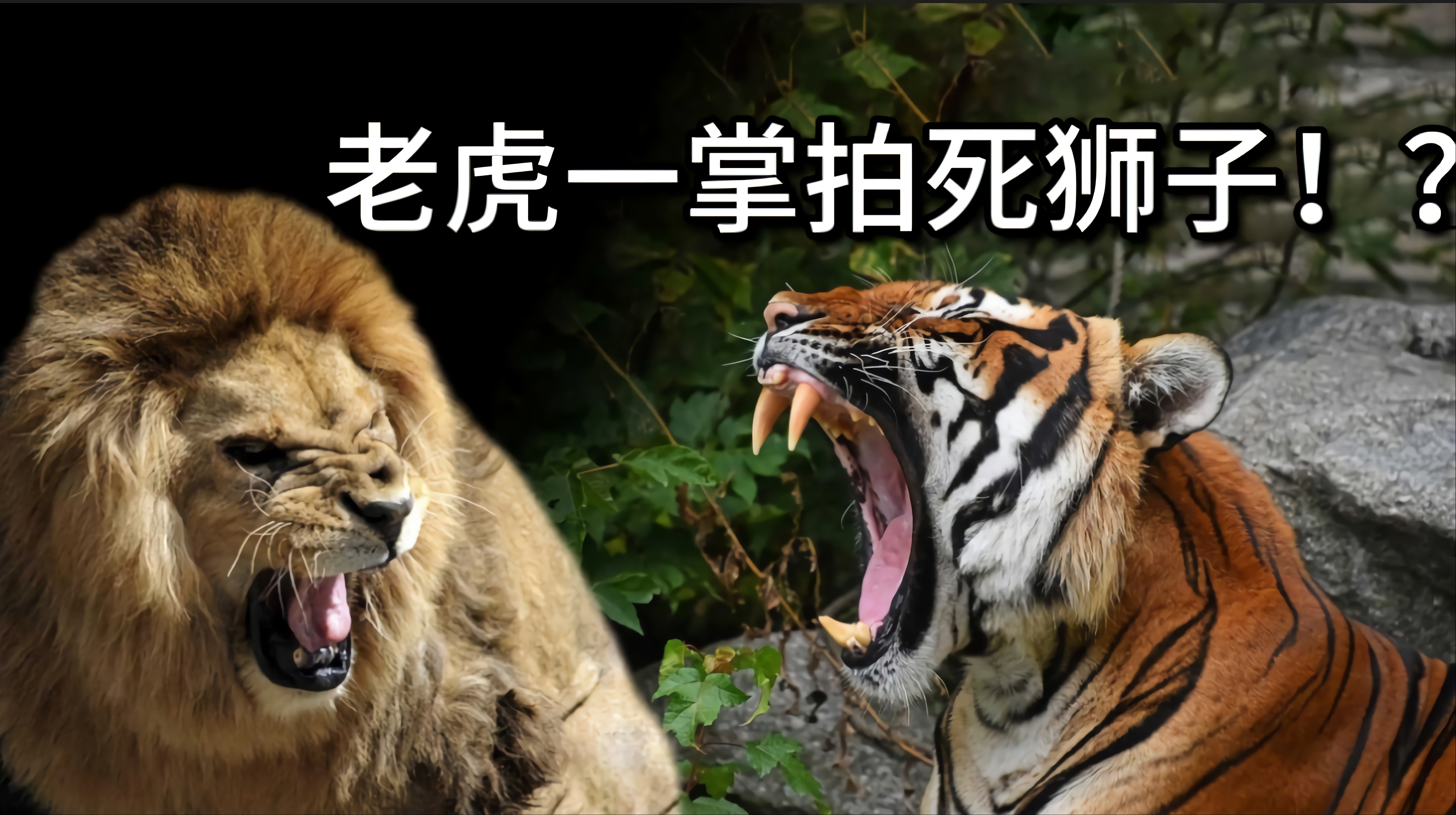 老虎一掌拍死狮子！老虎真的比狮子厉害？