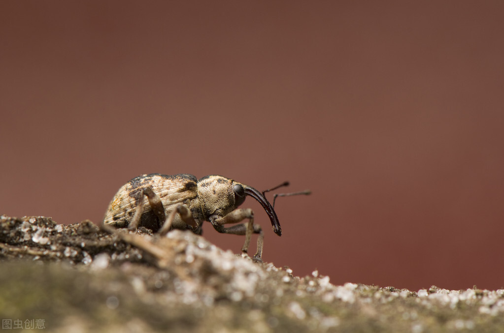这五种小虫子，我想大家在家里都见过