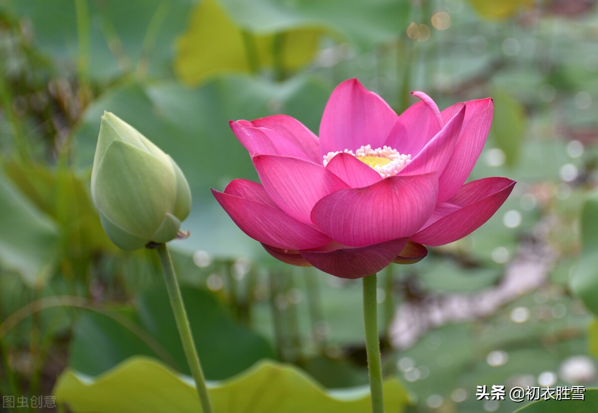 ​红荷花诗词名句10首：芙蓉葩红鲜，莲心彻底红