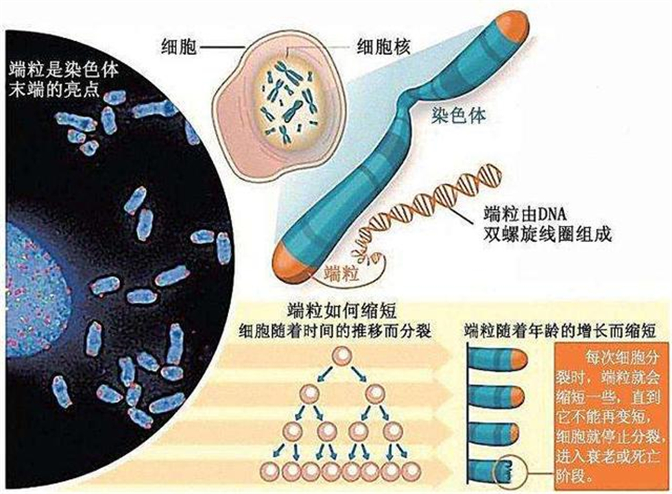 为了永生，科学家给自己注射350万年前的细菌，如今怎么样了？