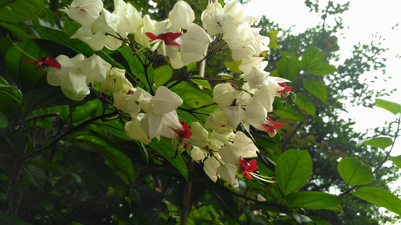 龙吐珠一年开几次花（一种美丽的灌木居家盆栽需要注意）