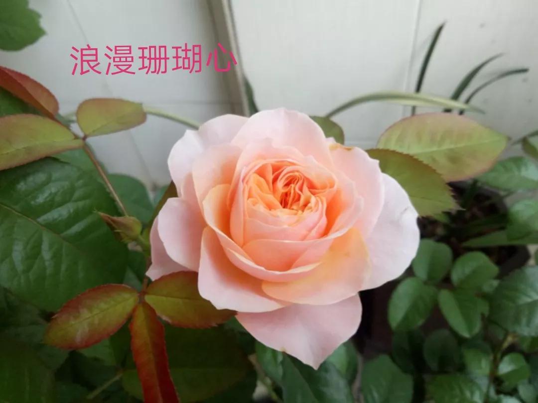 艾莎月季优缺点月季（常见切花月季详细介绍）