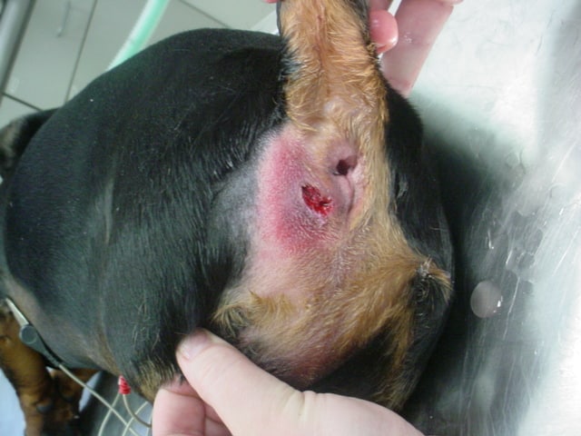 狗狗肛门腺发炎图片(人有痔疮) - 赤虎壹号