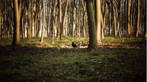 如果，在东南大学遇见你