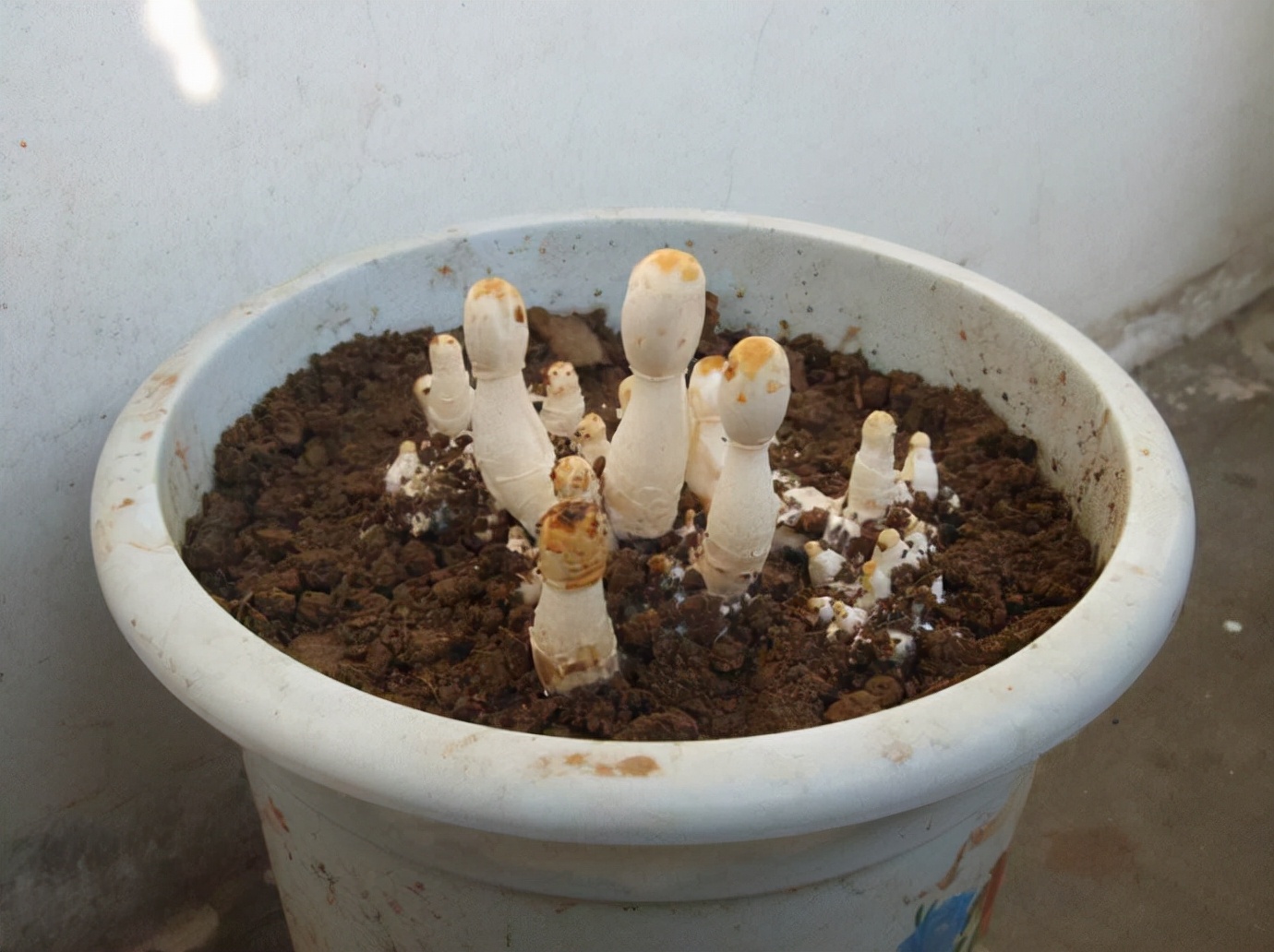 种蘑菇的方法（掌握住种植方法居家盆栽蘑菇）