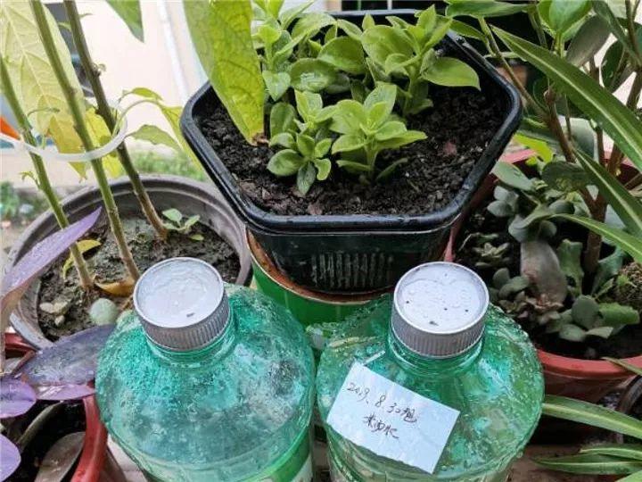 这12种花快施肥，根壮叶绿，还能提早开花