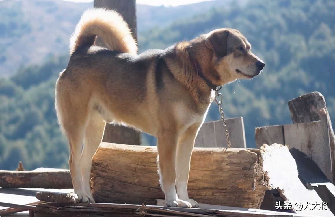 北方农村斗狗故事之黑背犬王