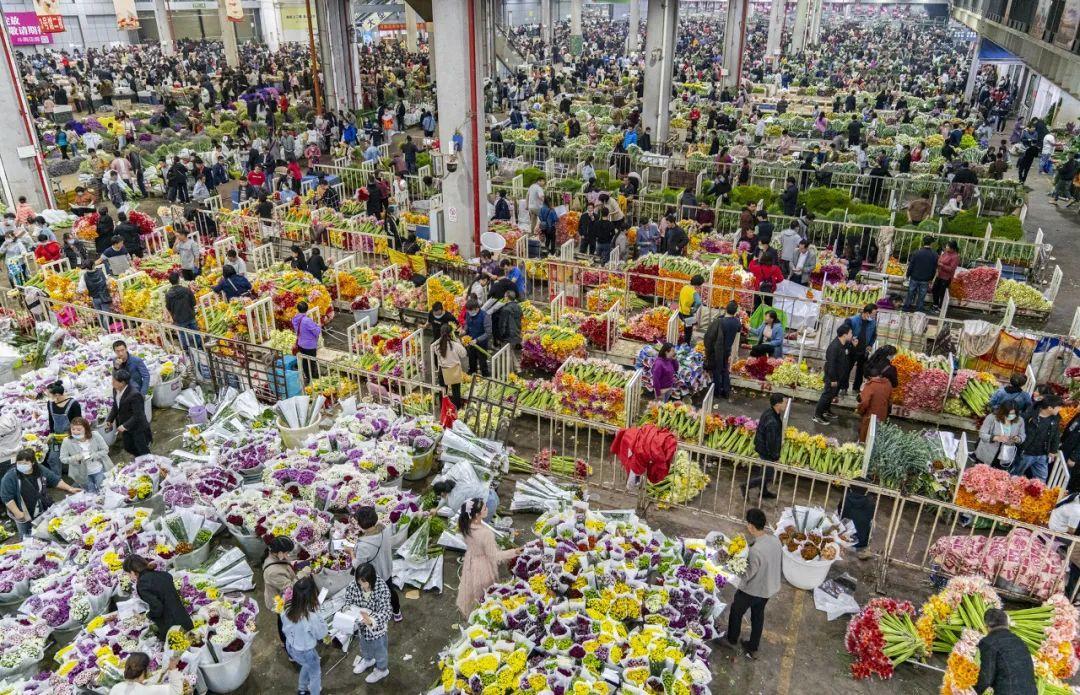 云南鲜花批发市场(云南最大鲜花批发市场在哪里)