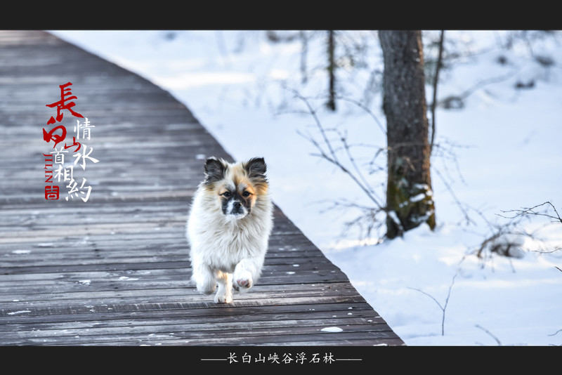 冰雪总动员，玩转长白山：一山一水，体验“世界级”冰火两重天