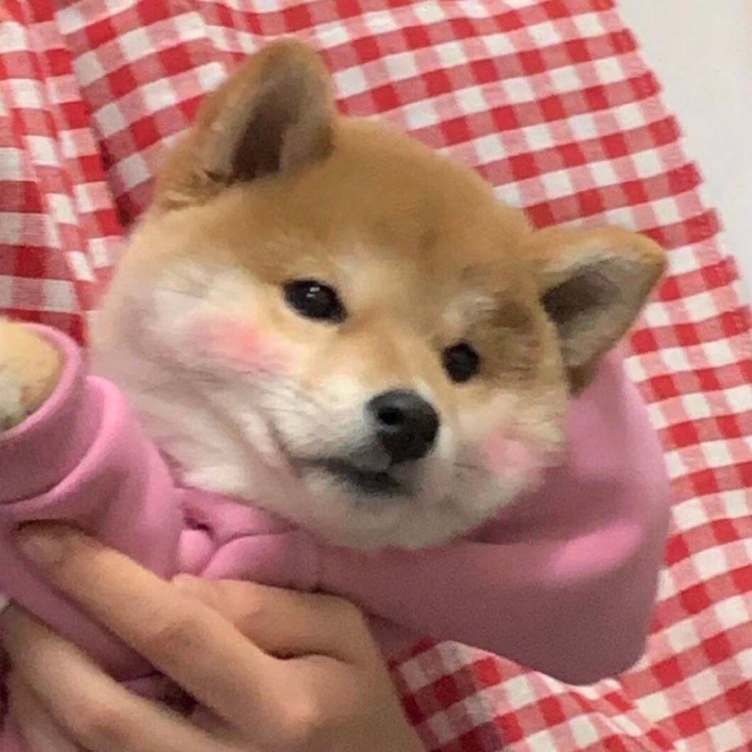 适合当头像的狗狗图片(蠢萌的柴犬头像) - 赤虎壹号