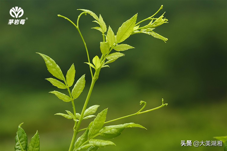 周芦屾：张家界莓茶产业发展的思考