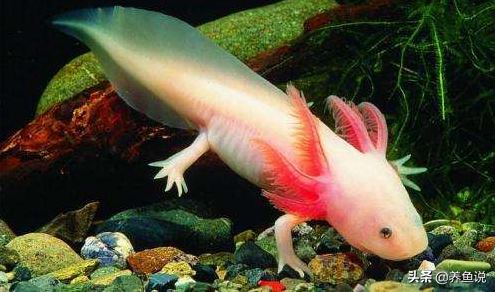 六角恐龙怎么养？它们是不怕冷的水族生物，也是一个两栖“奇葩”