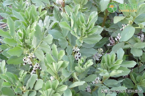 蚕豆怎么种步骤（蚕豆播种时间和种植方法）