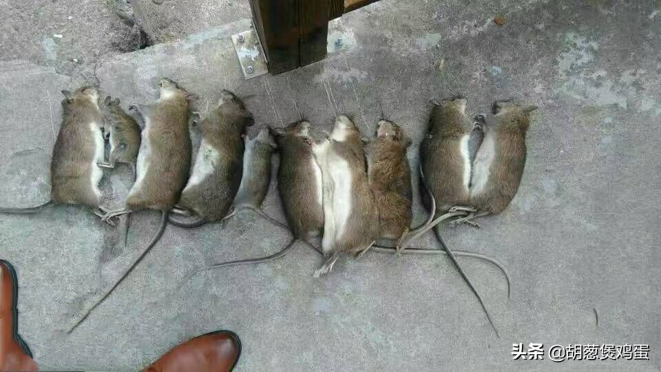 老鼠會游泳嗎,老鼠會游泳嗎?老鼠會淹死嗎?