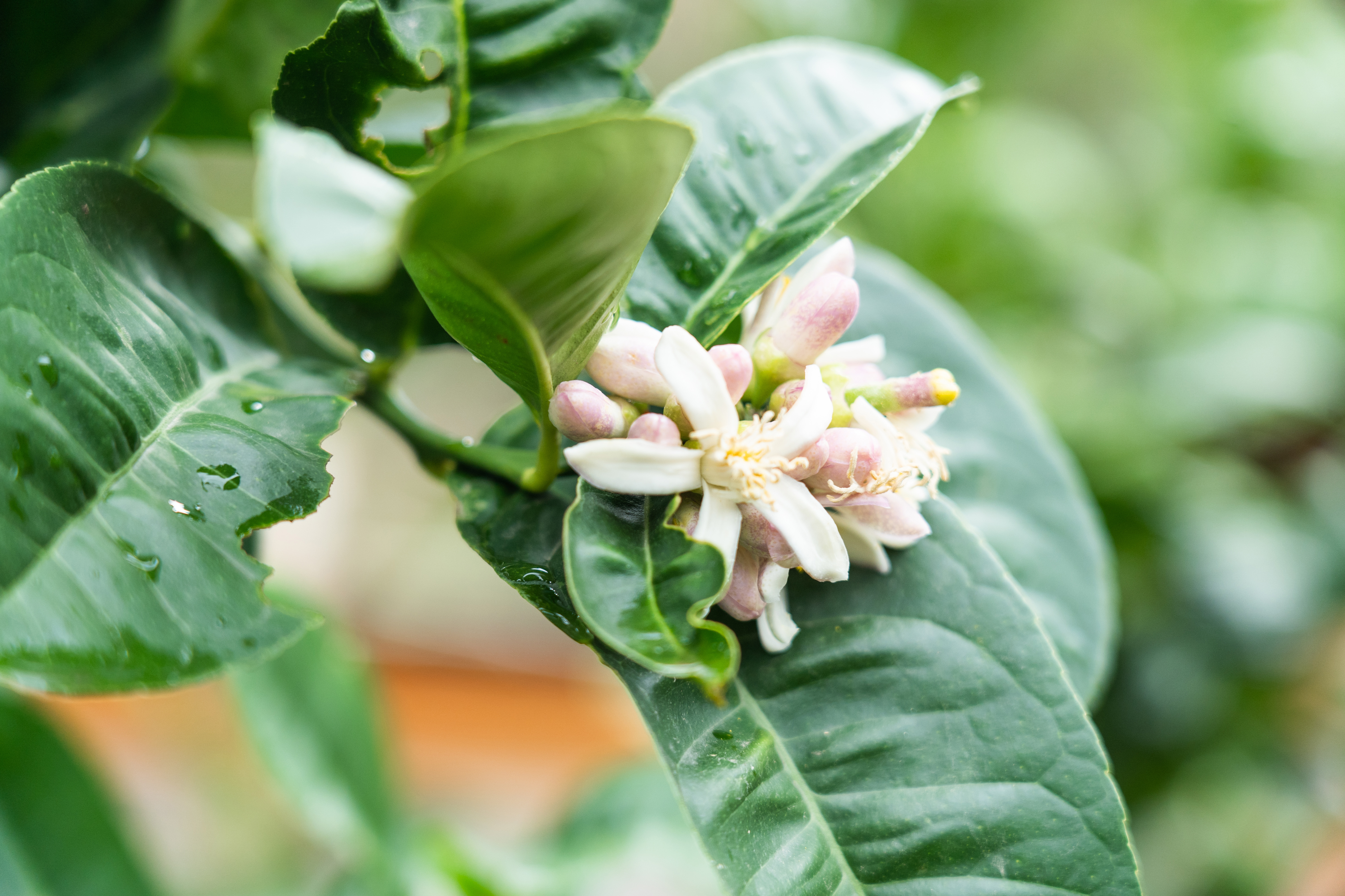 香橼果对人体有什么好处(云南农村最神奇的水果)
