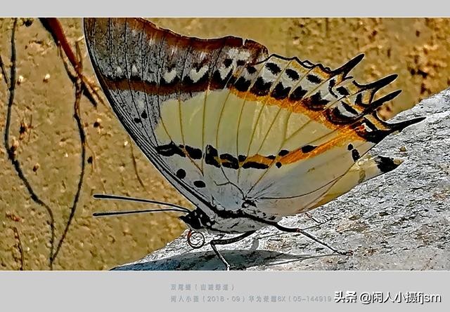 了解蝴蝶的特征与习性，拍好蝴蝶并不难，图说怎样拍摄好蝴蝶