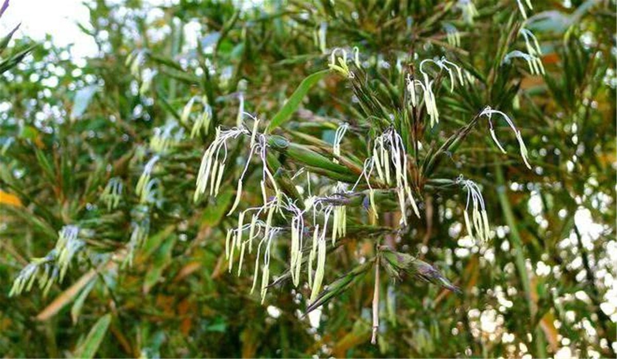 "竹子开花,马上搬家",竹子开花真的预示有"大灾"要发生吗?