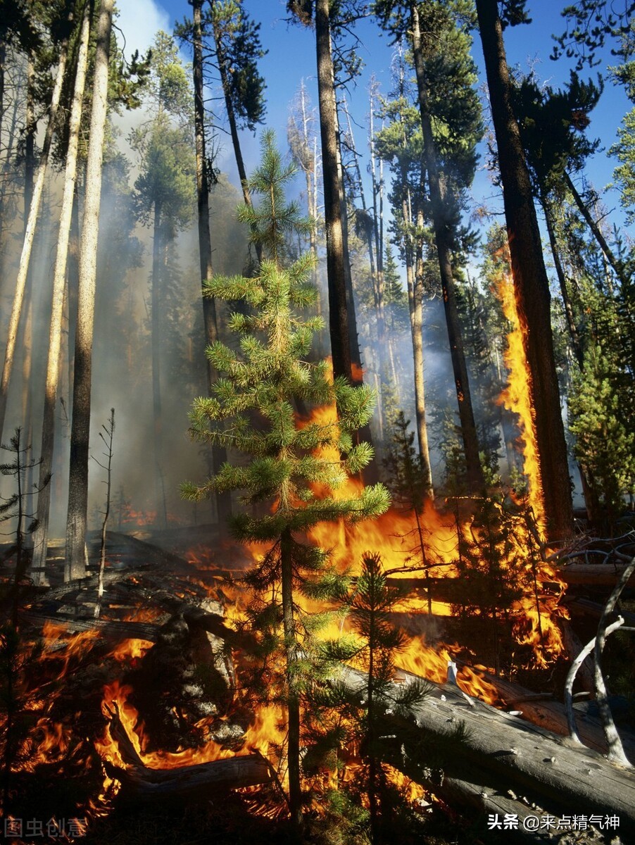 梦见树着火了，或梦到人飞起来了。说明肝有实火！有了不该有的火