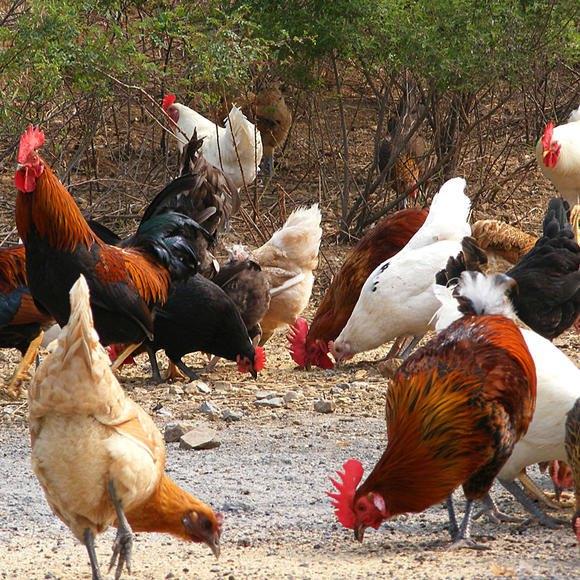 (一)满街的花鸡,满街的自由"卖小鸡喽,卖小鸡喽,汶上大花鸡……"每年