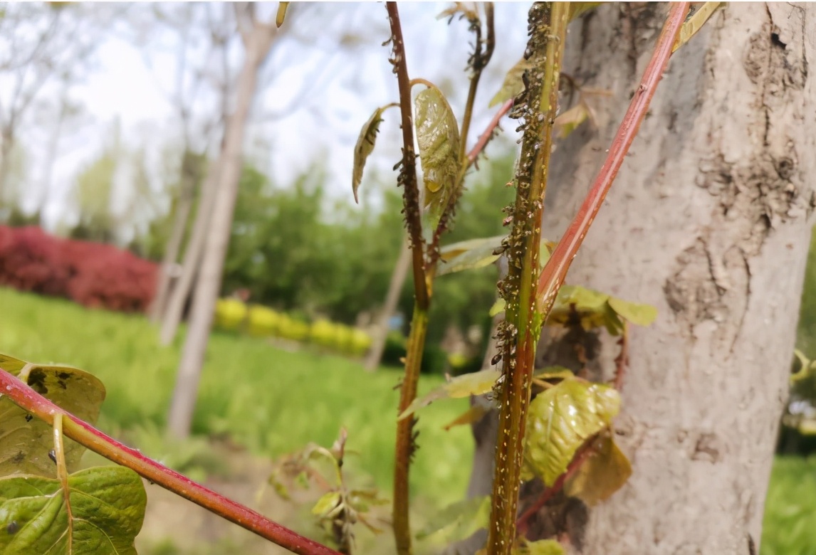 蚜虫防治用哪些药剂（常见蚜虫种类介绍及防治方案大全）