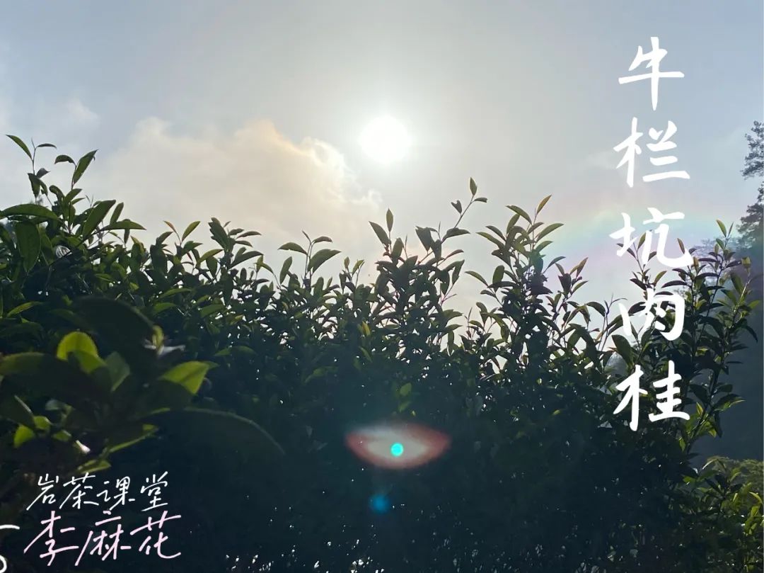 水仙、肉桂、大红袍有什么特点？不懂武夷岩茶，还真说不出来