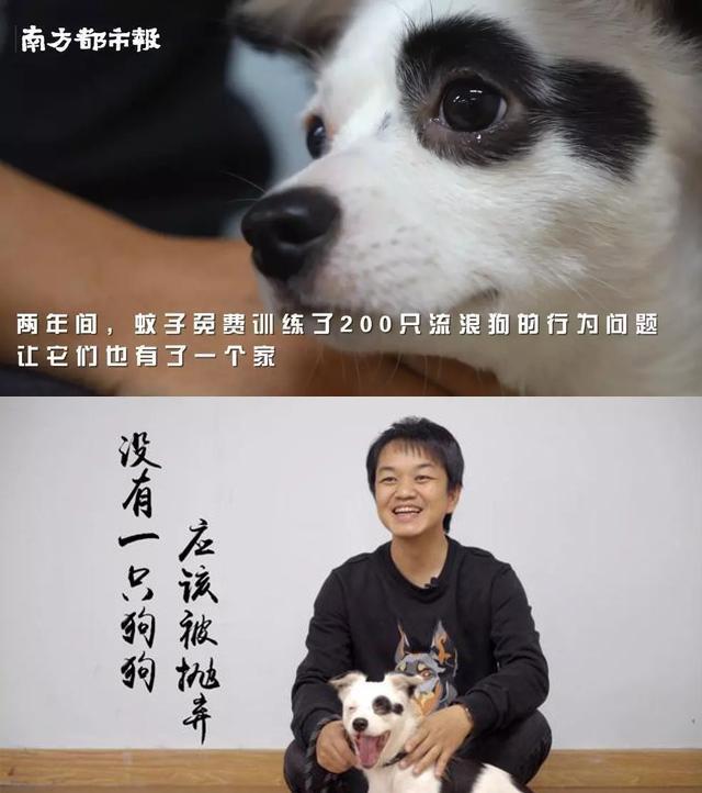 幼犬雪纳瑞新到家不久，看不到主人就汪汪叫