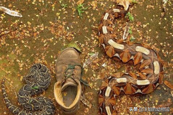 加蓬蝰蛇和鼓腹蝰蛇(名气最大的蛇类肥宅，加蓬咝蝰实力究竟如何？能否称作毒蛇霸主？)