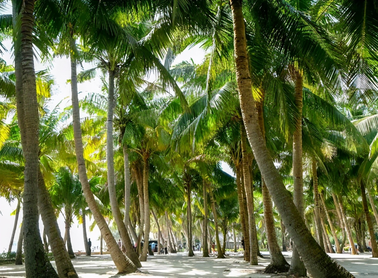 东部海南椰风海韵,如诗如画迷醉游人
