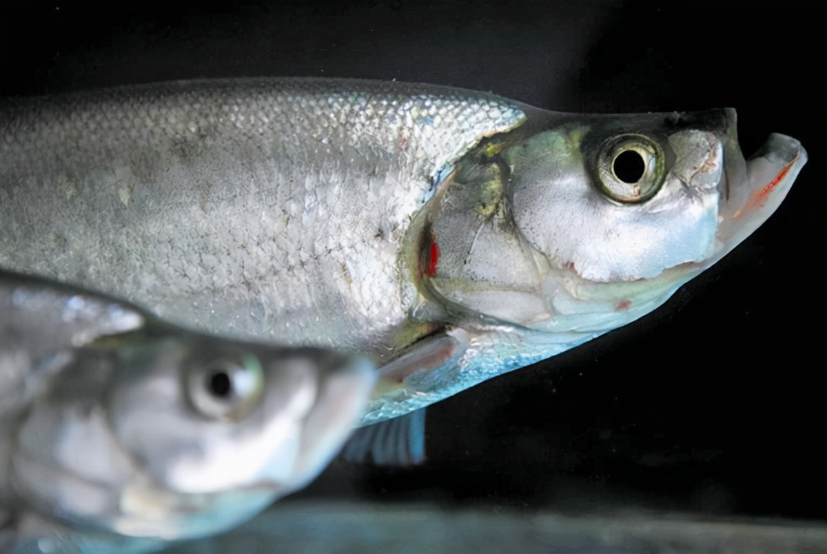 逛完桐庐去哪吃?