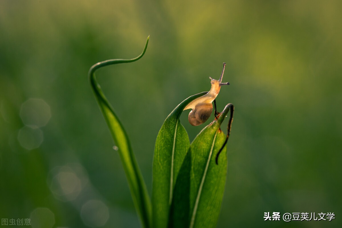 散文：我像只蜗牛一样走在路上