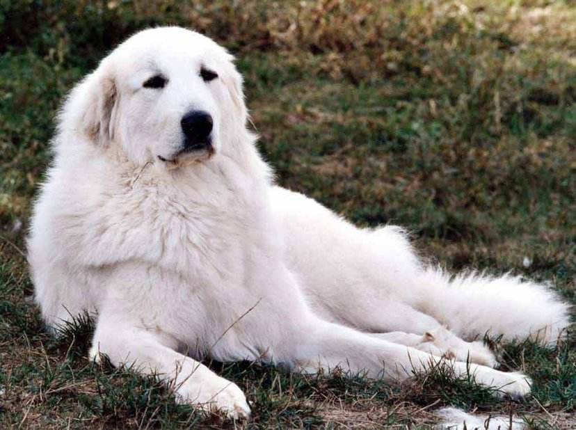 世界名犬no:31 温柔可爱的"大白熊犬"雪地中的精灵.