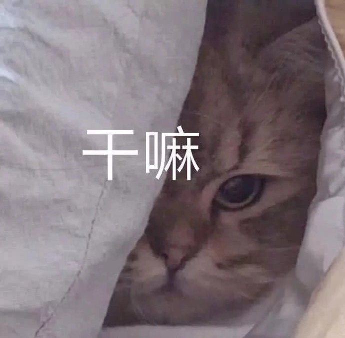 猫咪表情包合集｜我心爱的狗东西在吗？