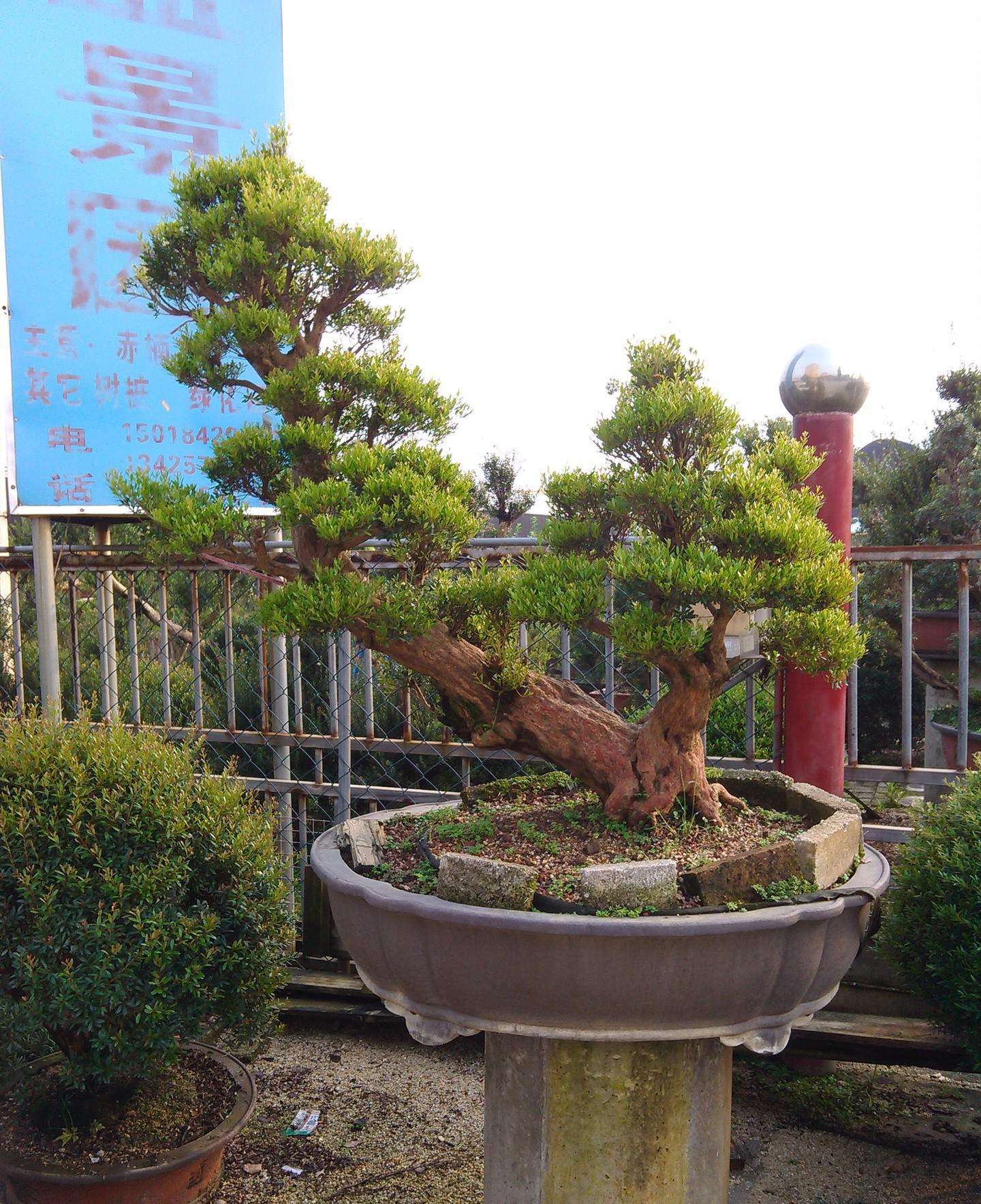 赤楠树图片(赤楠盆景) - 赤虎壹号