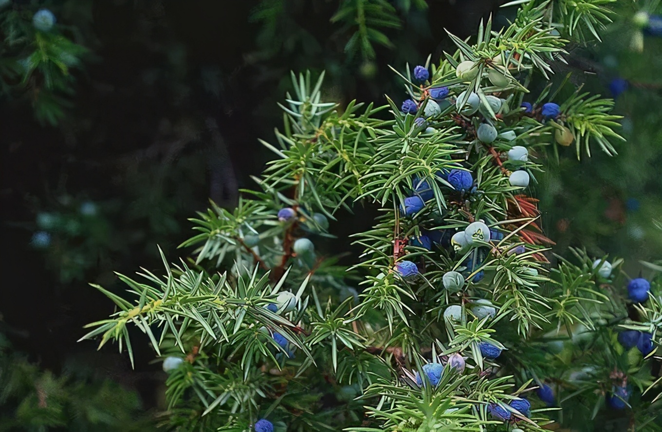 【英文名】gin【别名】杜松子酒,琴酒【原料】杜松子,谷物,植物香料等