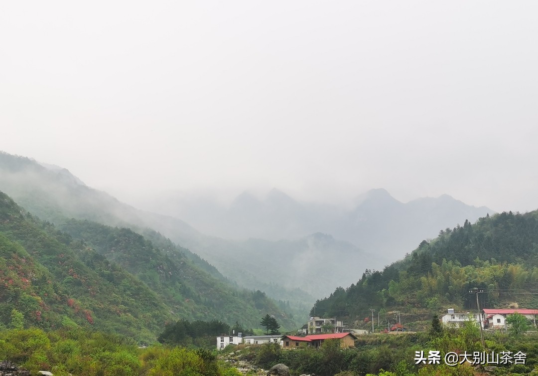 大别山采茶日记，茶季总结：茶歇犹依依，回首数峰青