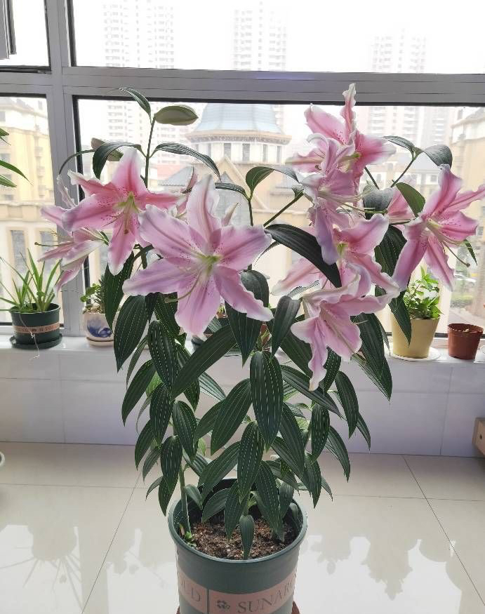 百合怎么养花期更长（盆栽百合花的种植技巧）