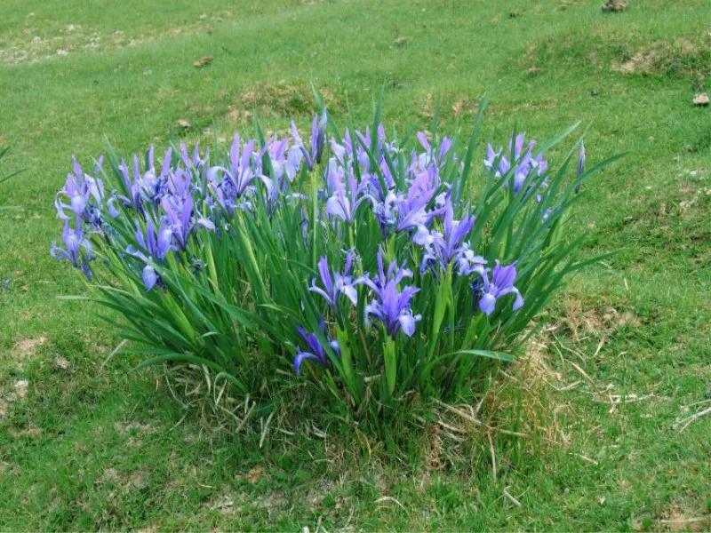 马莲花儿不事张扬,不懂炫耀,雨来了喝个饱肚子;旱