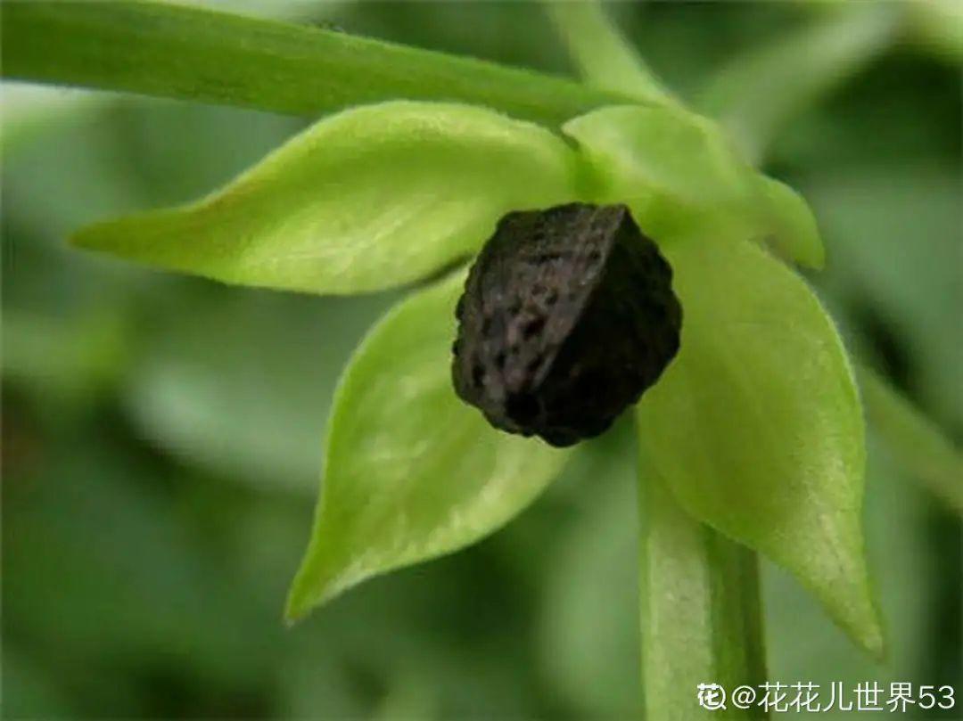 黑珍珠藍莓,黑珍珠藍莓品種介紹
