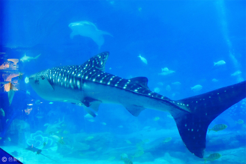 三天三夜欢乐长隆之旅（附攻略）