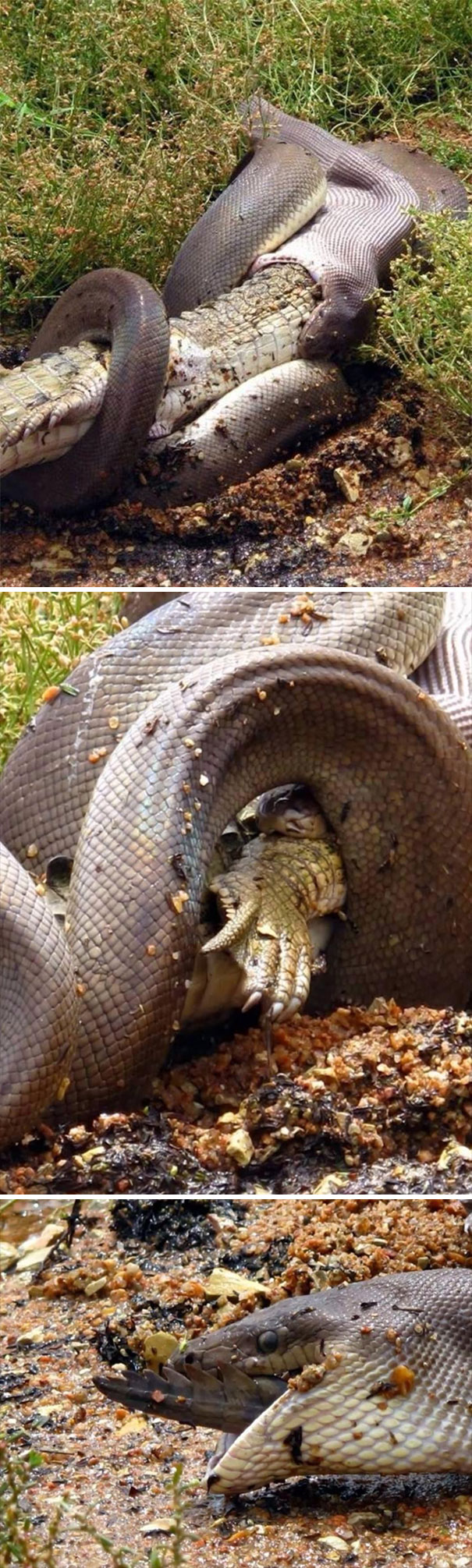 蟒蛇吞动物图片