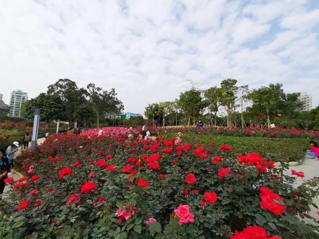 不容错过，深圳各有特色免费的十大主题公园