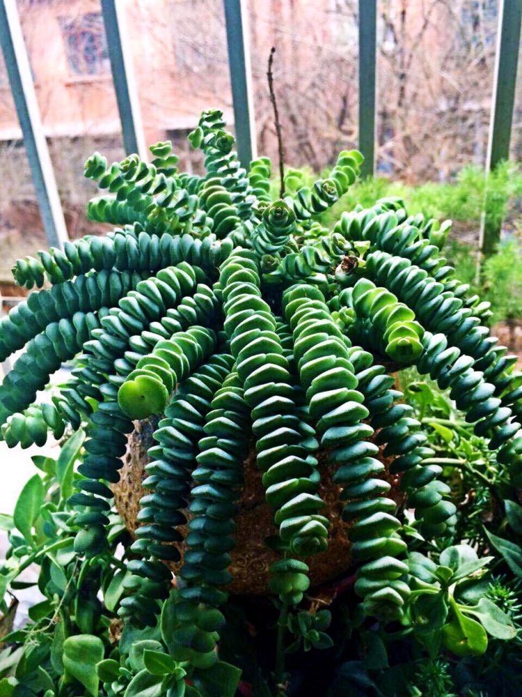 注意2点,养出爆盆的效果,变成"钱多多"