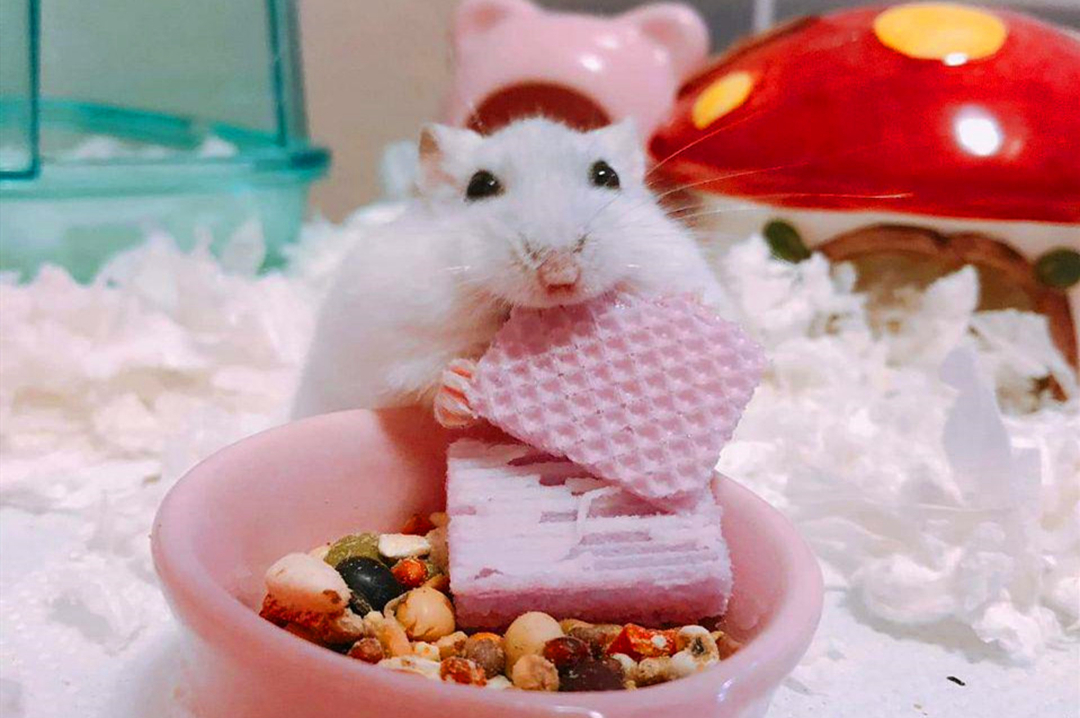 由于这位饲主日常忙于工作,就想着在周末时,给家里的银狐仓鼠喂点零食