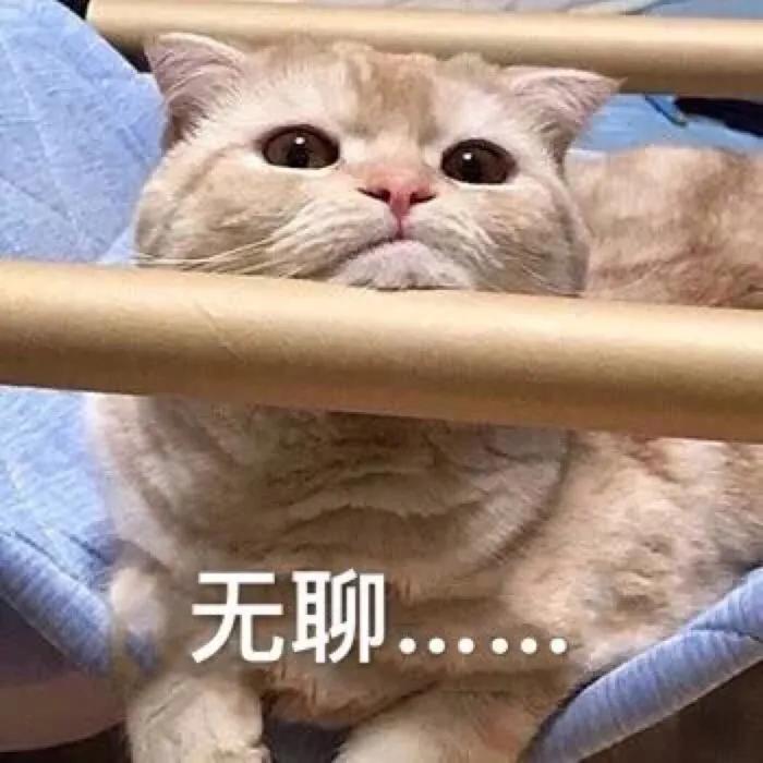 猫咪表情包 无聊的一天